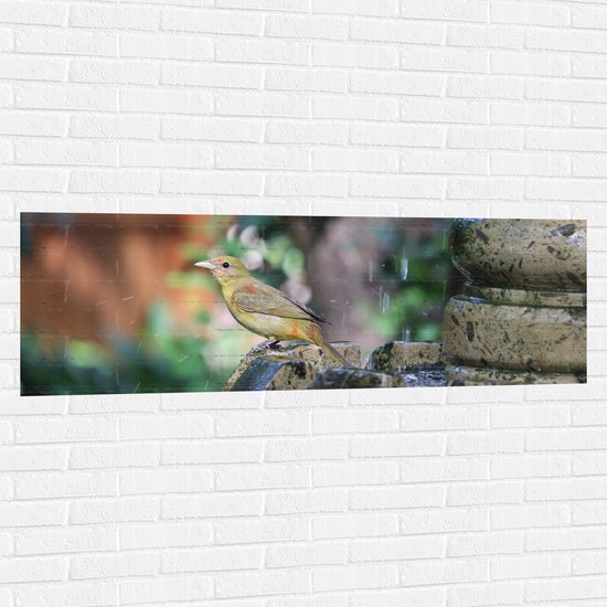 WallClassics - Muursticker - Gele Tangare Vogel bij een Fontein - 150x50 cm Foto op Muursticker