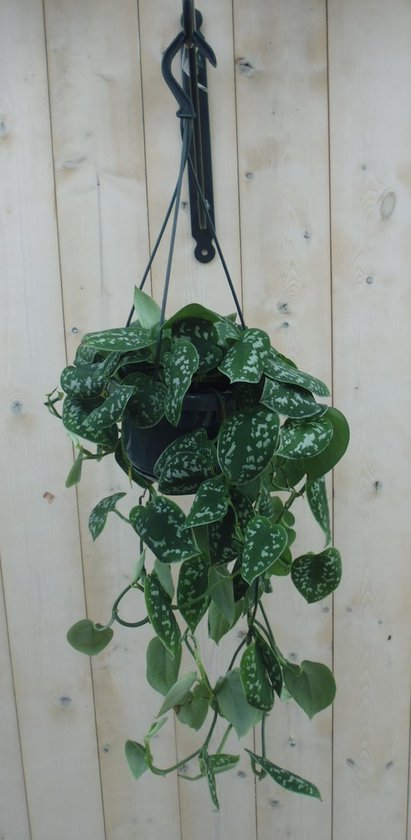 Scindapsus pictus