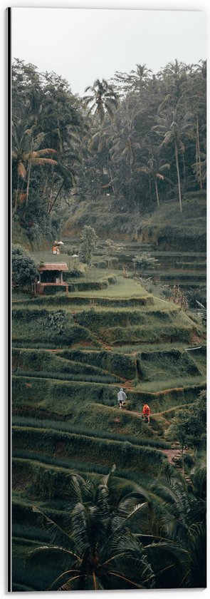 WallClassics - Dibond - Landbouwvelden in Bali - 20x60 cm Foto op Aluminium (Wanddecoratie van metaal)