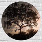 WallClassics - Muursticker Cirkel - Grote Boom omringd door Bomen - 70x70 cm Foto op Muursticker