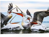 WallClassics - Panneau en mousse PVC - Pélicans se battant pour un poisson - Photo 75x50 cm sur panneau en mousse PVC