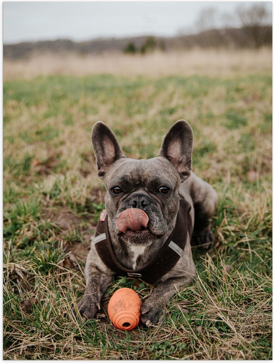 WallClassics – Poster (mat) – Chien jouant dans l'herbe – Photo 60 x 80 cm sur papier poster avec aspect mat