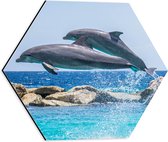 WallClassics - Dibond Hexagon - Springende Dolfijnen Boven het Water - 40x34.8 cm Foto op Hexagon (Met Ophangsysteem)