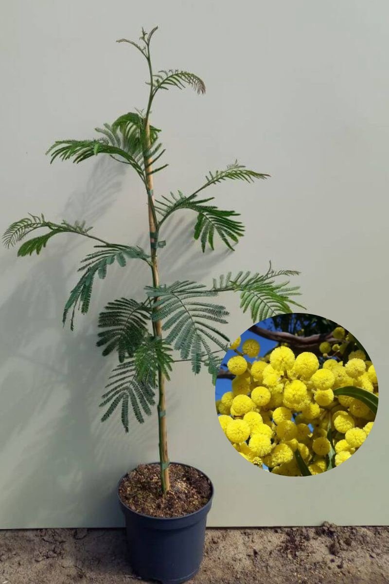 Jonge Mimosa boom | Acacia dealbata | 80-100cm hoogte