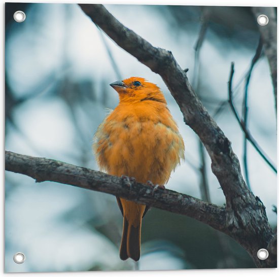 WallClassics - Tuinposter – Oranje Vogel in de Boom - 50x50 cm Foto op Tuinposter  (wanddecoratie voor buiten en binnen)