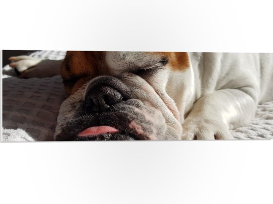 WallClassics - Plaque de Mousse PVC - Chien Bouledogue Endormi - 90x30 cm Photo sur Plaque de Mousse PVC
