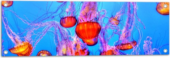 WallClassics - Poster de Jardin - Méduse Oranje dans la Mer Bleue - 90x30 cm Photo sur Poster de Jardin (décoration murale pour l'extérieur et l'intérieur)