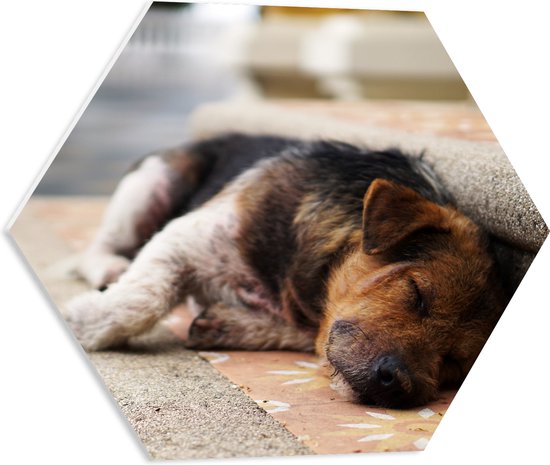 WallClassics - PVC Schuimplaat Hexagon  - Slapende Hond op de Trap - 50x43.5 cm Foto op Hexagon (Met Ophangsysteem)
