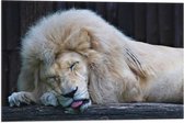 WallClassics - Drapeau - Lion Witte Endormi - 60x40 cm Photo sur Drapeau Polyester