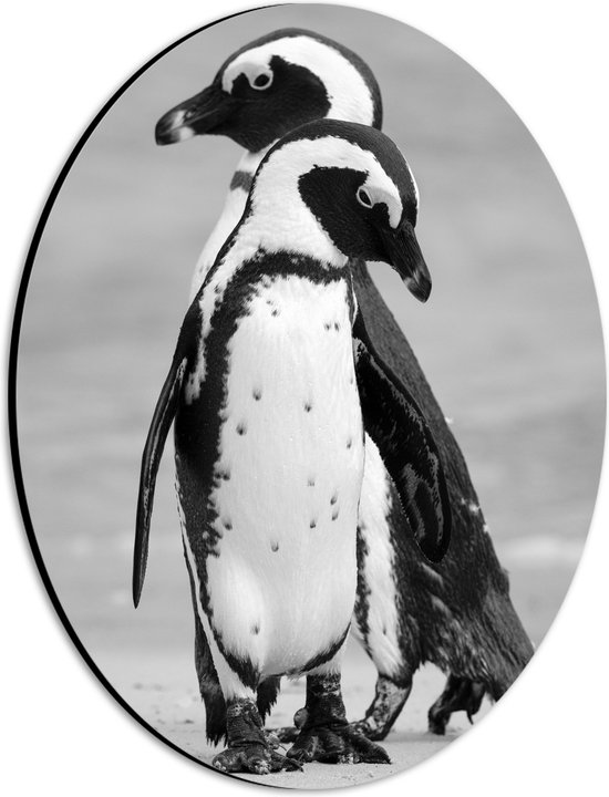 WallClassics - Dibond Ovaal - Pinguïns op het Ijs Zwart - Wit - 21x28 cm Foto op Ovaal (Met Ophangsysteem)