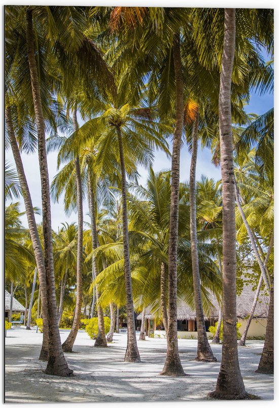 WallClassics - Dibond - Grote Groene Palmbomen - 70x105 cm Foto op Aluminium (Met Ophangsysteem)