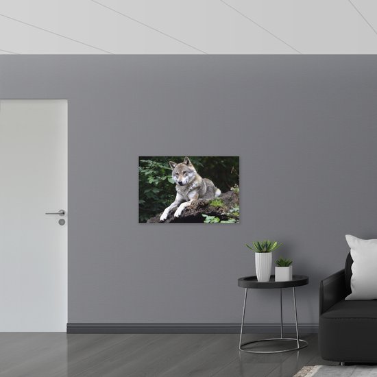 WallClassics - Toile - Loup au repos dans la nature - 90x60 cm Photo sur toile (Décoration murale sur toile)