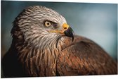 WallClassics - Drapeau - Cerf-volant oiseau de proie - 120x80 cm Photo sur Drapeau Polyester