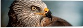 WallClassics - Dibond - Roofvogel Wouw - 90x30 cm Foto op Aluminium (Met Ophangsysteem)