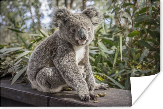 Zittende koala in Australie Poster - Foto print op Poster (wanddecoratie)