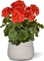 Geranium PL XL kunstplant 40cm -rood - UV bestendig