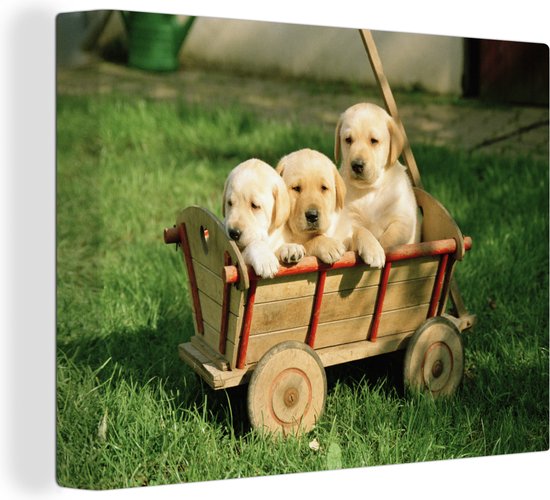 Trois adorables chiots Golden Retriever dans un panier Toile 80x60 cm - Tirage photo sur toile (décoration murale salon / chambre) / Animaux Peintures sur toile