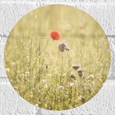 WallClassics - Muursticker Cirkel - Rood Bloempje tussen Grassen - 20x20 cm Foto op Muursticker