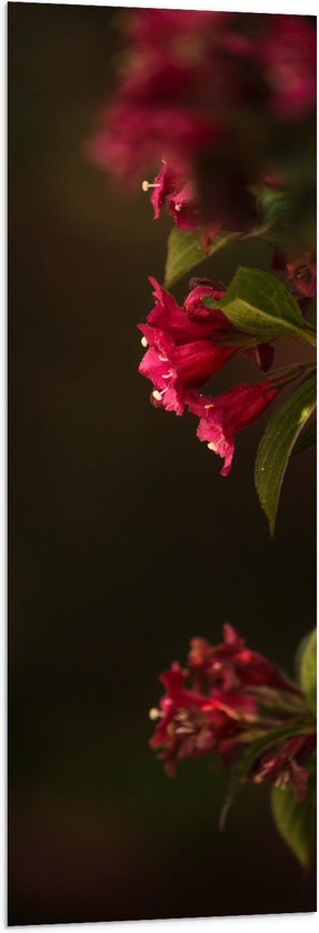 WallClassics - Drapeau - Fleurs Roses - 40x120 cm Photo sur Drapeau Polyester