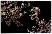 WallClassics - Dibond - Roze Bloesembloemetjes aan Tak in de Nacht - 60x40 cm Foto op Aluminium (Met Ophangsysteem)