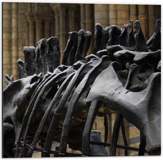 WallClassics - Dibond - Zwart Skelet van een Dino - 50x50 cm Foto op Aluminium (Met Ophangsysteem)