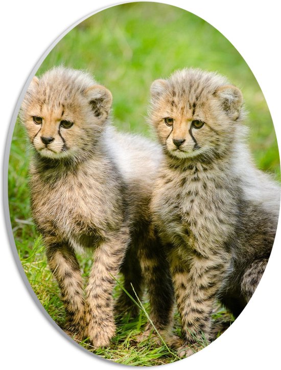 WallClassics - PVC Schuimplaat Ovaal - Twee Cheetah Welpjes in het Gras - 21x28 cm Foto op Ovaal  (Met Ophangsysteem)