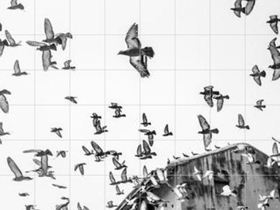IXXI Birds in the Sky - Wanddecoratie - Fotografie - 160 x 120 cm