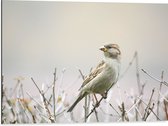 WallClassics - Dibond - Vogel - Mus op een Tak - 80x60 cm Foto op Aluminium (Wanddecoratie van metaal)