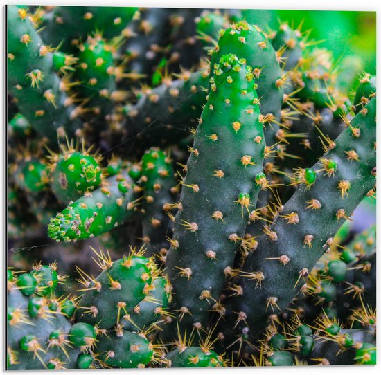 WallClassics - Dibond - Wilde Cactussen - 50x50 cm Foto op Aluminium (Met Ophangsysteem)