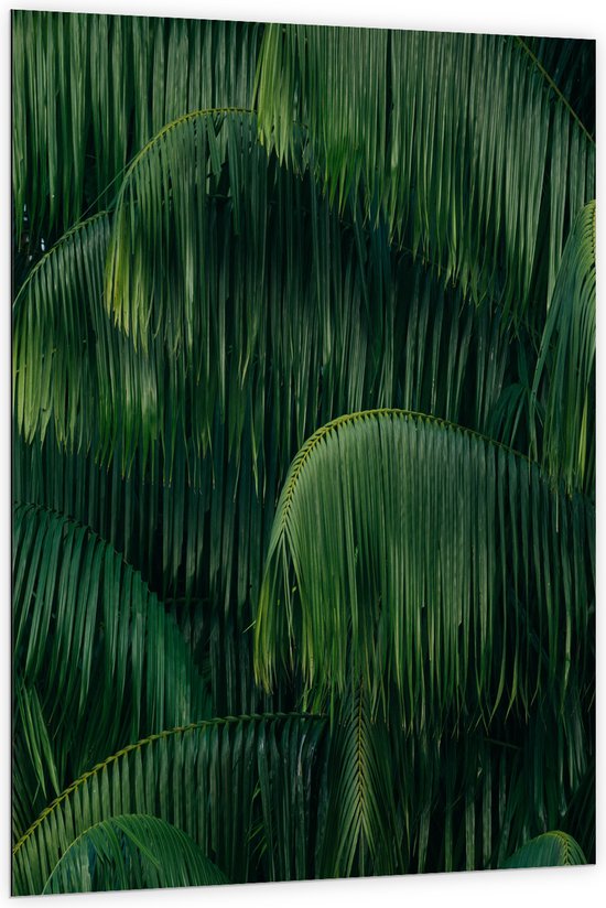 WallClassics - Dibond - Groene Plant met Lange Bladeren - 100x150 cm Foto op Aluminium (Met Ophangsysteem)