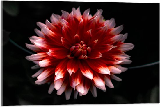 WallClassics - Acrylglas - Roze met Rode Bloem - 75x50 cm Foto op Acrylglas (Met Ophangsysteem)