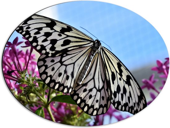 WallClassics - Dibond Ovaal - Zwart met Witte Vlinder op Roze Bloemen - 56x42 cm Foto op Ovaal (Met Ophangsysteem)