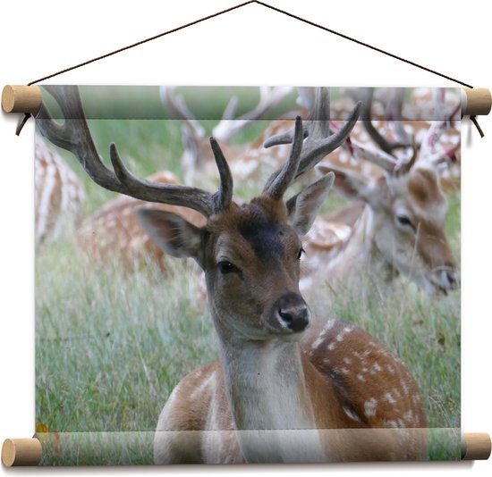 WallClassics - Textielposter - Hert met Gewei in het Gras - 40x30 cm Foto op Textiel