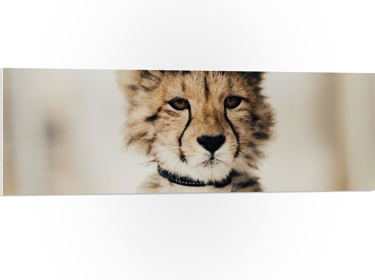 PVC Schuimplaat - Baby Jacht Luipaard - 120x40 cm Foto op PVC Schuimplaat (Met Ophangsysteem)