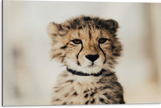 WallClassics - Dibond - Baby Jacht Luipaard - 75x50 cm Foto op Aluminium (Wanddecoratie van metaal)