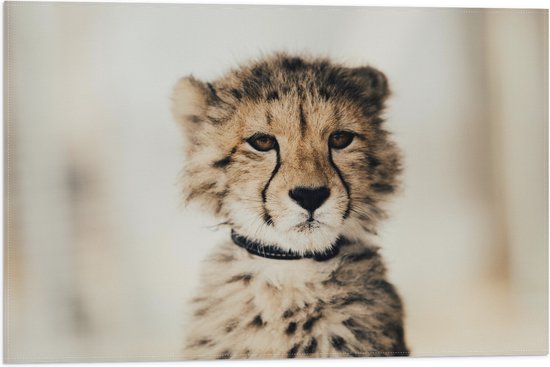 WallClassics - Drapeau - Bébé Chasse Léopard - 60x40 cm Photo sur Drapeau Polyester