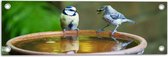 WallClassics - Tuinposter – Vogeltjes Fluitend bij een Drinkbak - 60x20 cm Foto op Tuinposter  (wanddecoratie voor buiten en binnen)