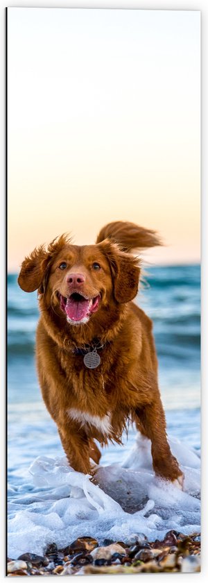 WallClassics - Dibond - Vrolijke Hond op het Strand - 40x120 cm Foto op Aluminium (Wanddecoratie van metaal)