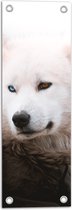 WallClassics - Tuinposter – Witte Canadese Eskimo Hond met Twee Kleuren Ogen - 20x60 cm Foto op Tuinposter  (wanddecoratie voor buiten en binnen)