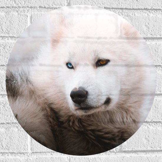 WallClassics - Muursticker Cirkel - Witte Canadese Eskimo Hond met Twee Kleuren Ogen - 40x40 cm Foto op Muursticker