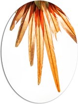 WallClassics - Dibond Ovaal - Oranje Veren van Vogel - 81x108 cm Foto op Ovaal (Met Ophangsysteem)