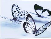 WallClassics - Acrylglas - Zwarte Vlinders op Witte Achtergrond - 100x75 cm Foto op Acrylglas (Met Ophangsysteem)