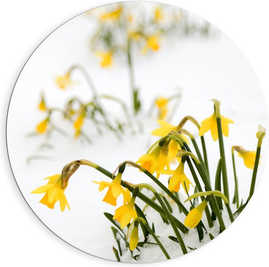 WallClassics - Dibond Muurcirkel - Gele Narcissen Bloemetjes in de Sneeuw - 90x90 cm Foto op Aluminium Muurcirkel (met ophangsysteem)