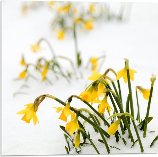 WallClassics - Acrylglas - Gele Narcissen Bloemetjes in de Sneeuw - 50x50 cm Foto op Acrylglas (Met Ophangsysteem)