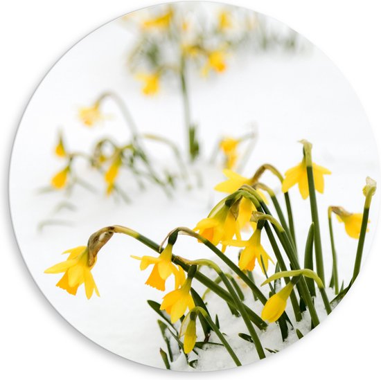 WallClassics - PVC Schuimplaat Muurcirkel - Gele Narcissen Bloemetjes in de Sneeuw - 80x80 cm Foto op Muurcirkel (met ophangsysteem)