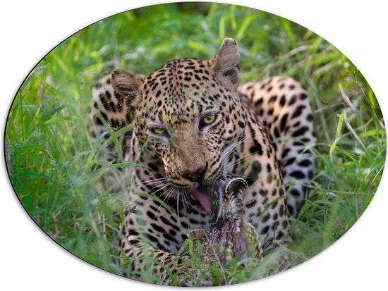 WallClassics - Dibond Ovaal - Etende Jacht Luipaard - 68x51 cm Foto op Ovaal (Met Ophangsysteem)
