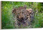 WallClassics - Hout - Etende Jacht Luipaard - 120x80 cm - 12 mm dik - Foto op Hout (Met Ophangsysteem)