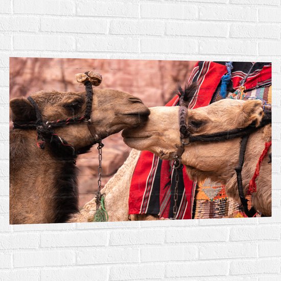 WallClassics - Muursticker - Twee Lieve Kamelen - 105x70 cm Foto op Muursticker