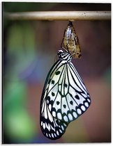 WallClassics - Dibond - Zwart met Witte Vlinder komt uit Cocon - 30x40 cm Foto op Aluminium (Met Ophangsysteem)