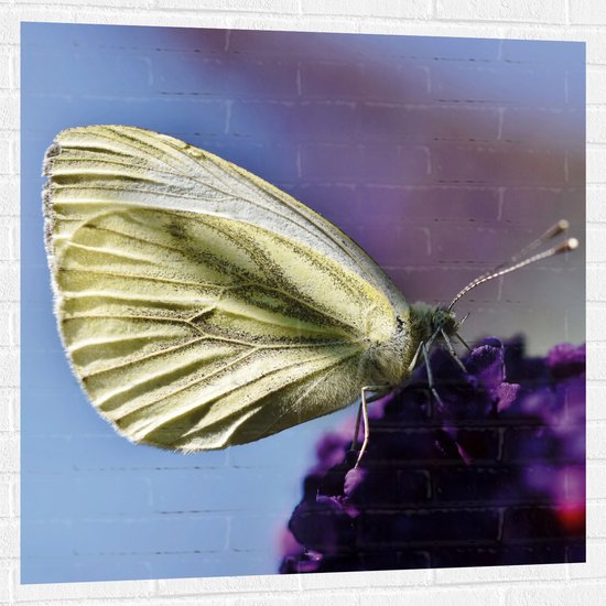 WallClassics - Muursticker - Witte Vlinder op Paarse Bloem - 100x100 cm Foto op Muursticker